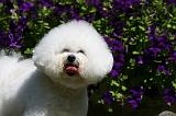 BICHON FRISE 529